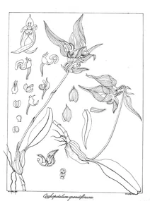 Cirrhopetalum grandiflorum