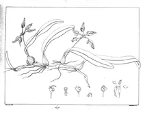 Cirrhopetalum macraei