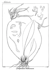 Cirrhopetalum walkerianum