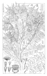 Cirsium argyracanthum