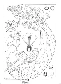 Cistanche tubulosa і phelypaea lutea