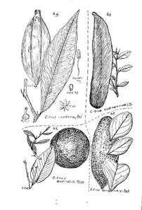 Citrus australis і citrus australasica і citrus inodora і citrus garrawayi