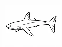 Cladoselache