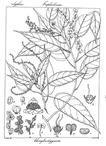 Claxylon digynum