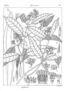 Cleghornia acuminata wight