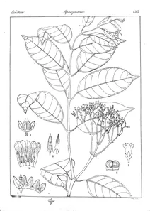 Cleghornia cymosa