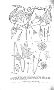 Clematis aristata і ranunculus lappaceus