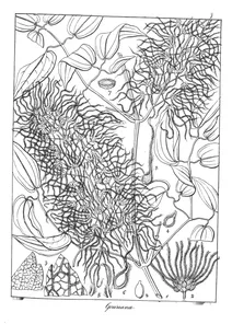 Clematis gouriana