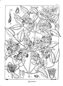 Clematis gouriana roxb