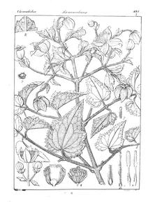Clematis wightiana