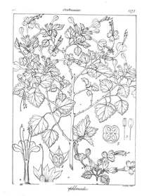 Clerodendron phlomoides