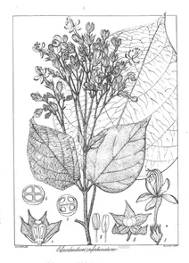 Clerodendrum infortunatum