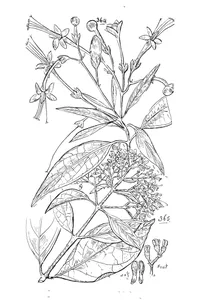 Clerodendrum lanceolatum і glossocarya hemiderma