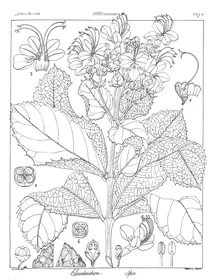 Clerodendrum senatum