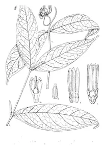 Clitandra membranacea