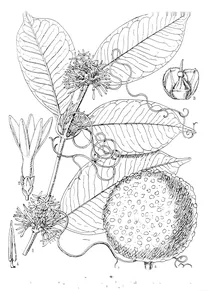 Clitandra nitida
