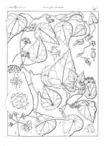Clypea hernandifolia