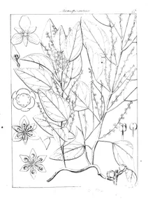 Cocculus plukenetii
