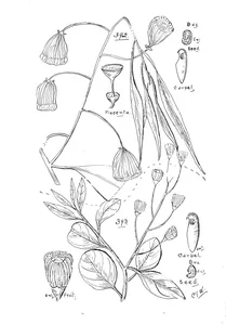 Codonocarpus australis і codonocarpus cotinifolius