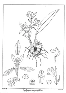 Coelogyne angustifolia