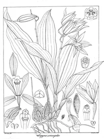 Coelogyne corrugata