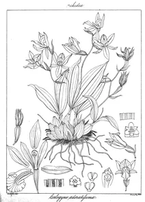 Coelogyne odoratissima