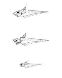 Coelorinchus bollonsi (гренадер боллонса), coelorinchus cookianus (гренадер кука), coelorinchus oliverianus (носатий гренадер)