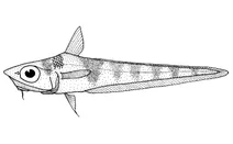 Coelorinchus fasciatus (смугастий хвостокол)