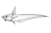 Coelorinchus mirus (рибка-гаргойл)