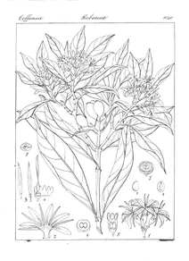 Coffea alpestris