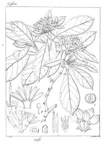 Coffea grumelioides