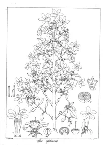 Coffea wightiana