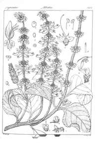 Coleus barbatus
