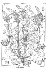 Coleus spicatus