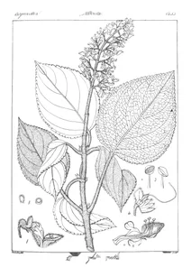 Coleus wighti