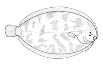 Colistium nudipinnis (новозеландська камбала)