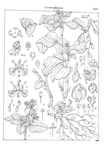 Commelina benghalensis