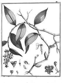 Commelina hexandra aublet, 1775