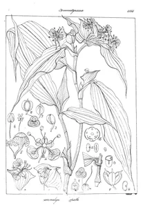 Commelyna polyspalha