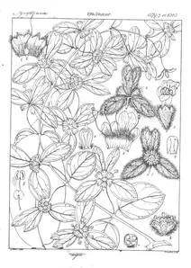 Congea tomentosa