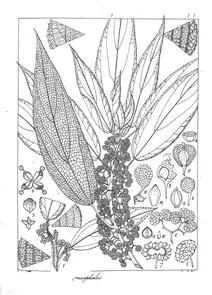 conocephalus niveus