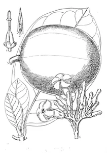 Conopharingia crassa
