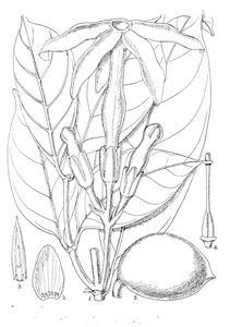 Conopharingia longiflorat