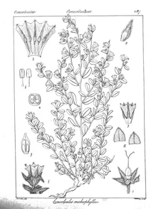 Convobuulus michrophyllus