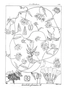 convolvulus glomeratus