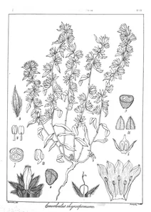 Convolvulus rhynospermum
