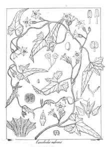 convolvulus rufescens