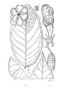 corchorus acutangulus