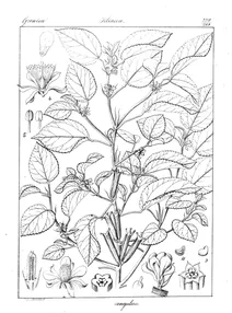 corchorus acutangulus lam