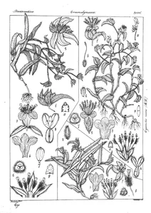 corchorus acutangulus та cyanotis fasciculata